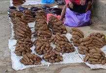Pangan Lokal dalam Program MBG, Membangkitkan Ekonomi Petani Lokal Biak Numfor