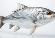 Ikan Kembung Memiliki Sumber Gizi yang Tinggi