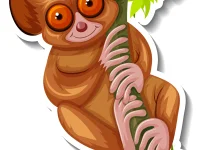 Tarsius Kerdil Dari Sulawesi