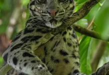 Macan Dahan Sang Pemburu Senyap