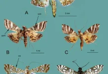 Indonesia Sebagai Surga Keanekaragaman Hayati Dunia