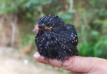 Fakta Menarik Burung Kedasih