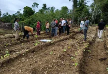 Anggota DPD-RI Kunjungi Para Tani Sekaligus Penanaman perdana