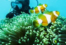 Destinasi Menyelam Menarik