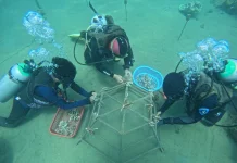 Aksi Konservasi Bawah Laut Pertamina Patra Niaga Melalui "Harmoni Laut Ambon"