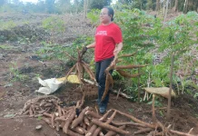 Dukung Ketahanan Pangan, Anggota DPR RI, Ruth Rumkabu Dorong Warga Biak Berkebun