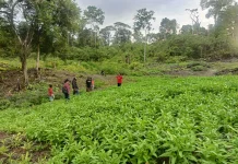 Kisah Inspiratif Petani Biak Numfor: Dengan Bertani Bisa Bantu Ekonomi Keluarga