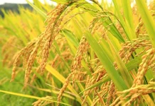 Padi Menjadi Sumber Protein Terbesar di Indonesia