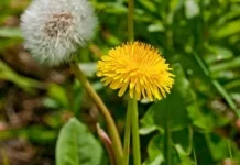 Dandelion Tanaman yang Kaya Manfaat