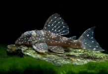 Fakta Unik Ikan Sapu-Sapu, Tahan Iklim dan Sulit Dikendalikan
