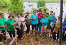 TP PKK Biak Numfor Tanam 240 Bibit Mangrove Sambut Hari Kartini