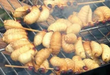 8 Makanan Ekstrem di Kalimantan yang Masih Dikonsumsi