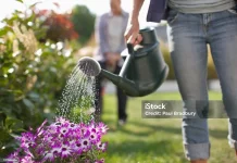 Rainwater Harvesting: Solusi Cerdas Penuhi Kebutuhan Air Harian