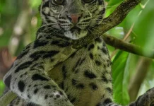 Lima Jenis Kucing Hutan di Indonesia