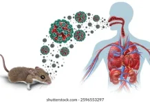 Gejala Hantavirus Penanganan dan Pencegahan