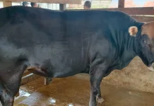 Sapi Berbobot 850 Kg di Biak,Terpilih Menjadi Sapi Bantuan Presiden
