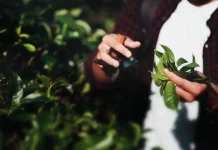 Hangatnya Nusantara: Menyelami Ragam Teh dari Berbagai Daerah