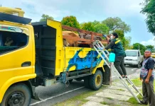 Satuan Pelayanan Pelabuhan Biak BBKHIT Papua Periksa 23 Ekor Sapi Qurban