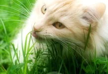 Alasan Kucing Mengonsumsi Rumput