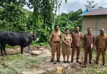 Banmas Hewan Kurban Presiden untuk Kabupaten Supiori Berbobot 840 Kilogram