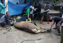 Warga LDII Biak Numfor Kurban 11 Ekor Sapi dan 4 Kambing