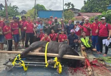 Hewan Kurban di Kabupaten Biak Numfor dipastikan  Layak dikonsumsi