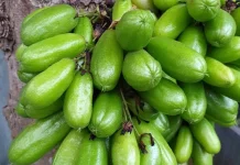 Kaya Nutrisi, Belimbing Wuluh ternyata Punya Banyak Manfaat untuk Kesehatan