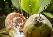 Minuman Sehat yang Baik Dikonsumsi Setiap Hari