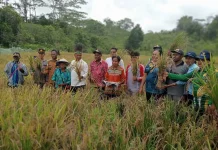 Dinas Pertanian dan Ketahanan Pangan Biak Numfor Kembangkan Budidaya Padi Ladang