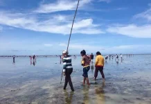 Festival Biak Munara Wampasi  Warisan Budaya Biak