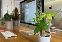 Cukup 3 Menit, Melihat Tanaman Bantu Kurangi Stres di Kantor