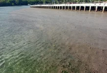 BPBD Biak Numfor : Batu Apung di sejumlah Pesisir Pantai,Tidak Membahayakan
