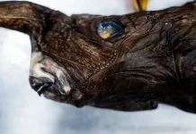 Spesies Baru Hiu Hantu di Kosta Rika
