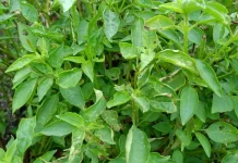 Tanaman Herbal yang Bisa Tumbuh Subur di dalam Rumah