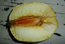 Kaya Nutrisi dan Minim Karbon Buah Sukun Superfood Lokal