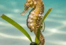 Hewan yang Hidup di Laut tapi Tidak Bisa Berenang