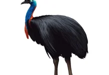 Alasan Burung Kasuari Dianggap Berbahaya Bagi Manusia