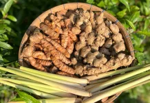 Manfaat Jahe dan Sereh untuk Tubuh Kita