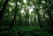 Indonesia Peringati Hari Hutan Nasional Setiap 7 Agustus