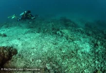 Bom Ikan di Laut RI Meledak Setiap 62 Menit Sekali
