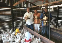 Bupati Biak Numfor Panen Ayam Potong di Kampung Mambesak