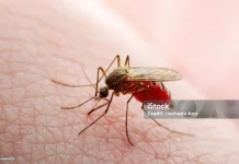 Sama-Sama Ditularkan Nyamuk, Ini Beda Demam Berdarah dan Zika