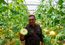 Buah Tropis Indonesia Berpeluang Besar Kuasai Pasar Asia