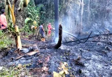 Kepala BPBD Supiori Sebut Ada Empat Lokasi Kebakaran akibat Pembukaan Lahan