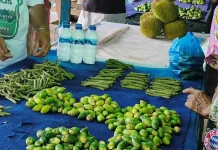 Harga Sirih Meroket Pedagang dan Masyarakat Biak Mengeluh