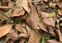 Cara Memanfaatkan Daun Kering di Halaman Rumah