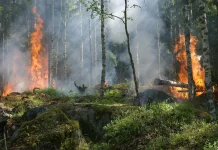 BMKG: El Nino +2,53 Sangat Kuat, 9 Titik Panas Terpantau di Papua