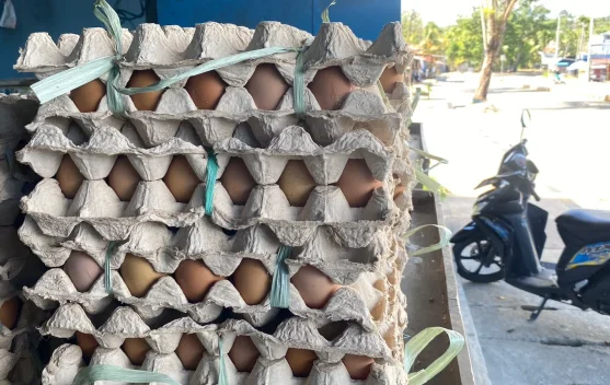 Telur Lokal Perkuat Gizi Siswa Biak Numfor lewat MBG