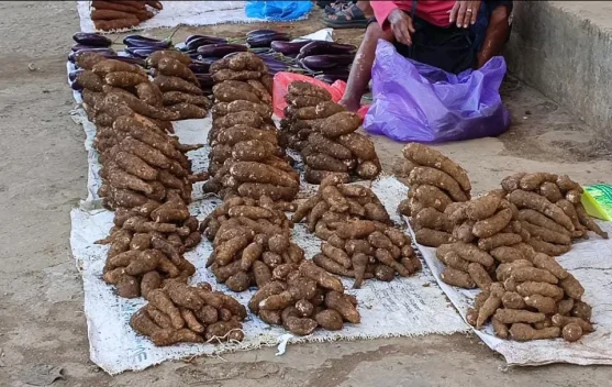 Pangan Lokal dalam Program MBG, Membangkitkan Ekonomi Petani Lokal Biak Numfor