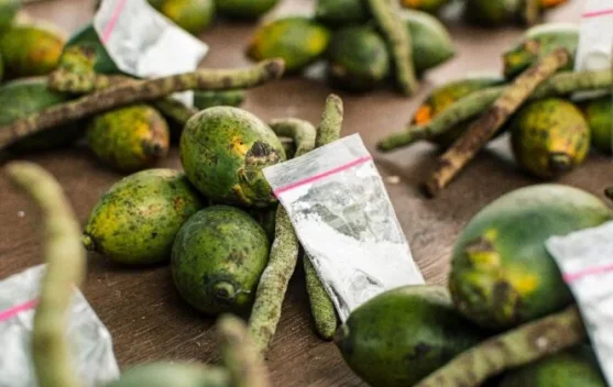 Pinang dan Tradisi Mengunyahnya di tengah Masyarakat Papua